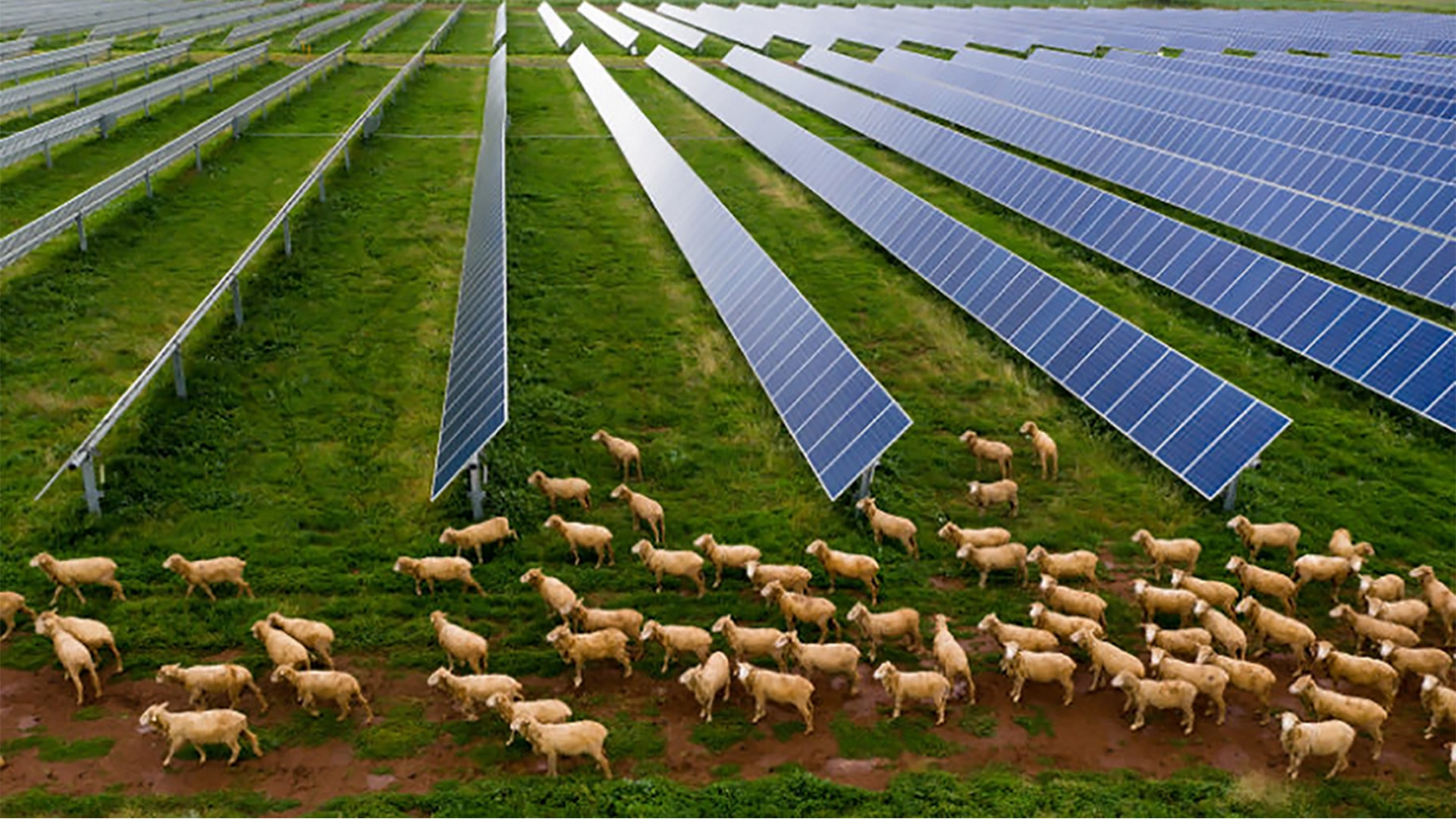 Sheep grazing under solar panels with ARRAY trackers.