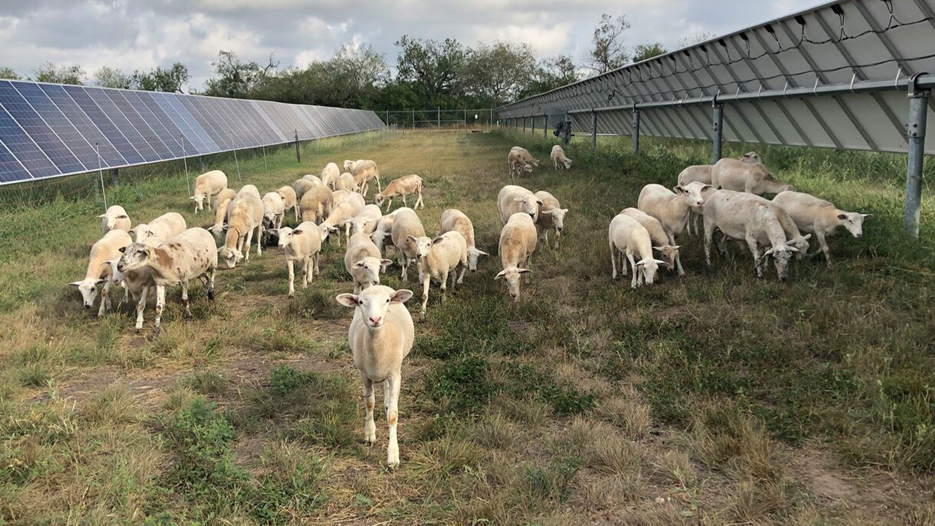 Sheep grazing in between solar panel rows