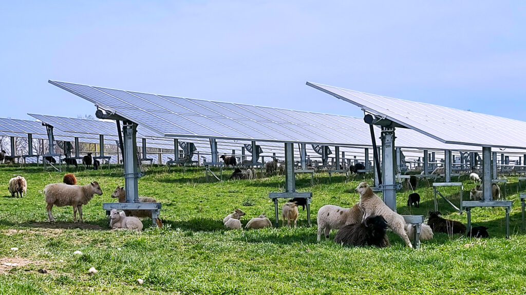 Sheep grazing at a solar site using Array solar trackers. 