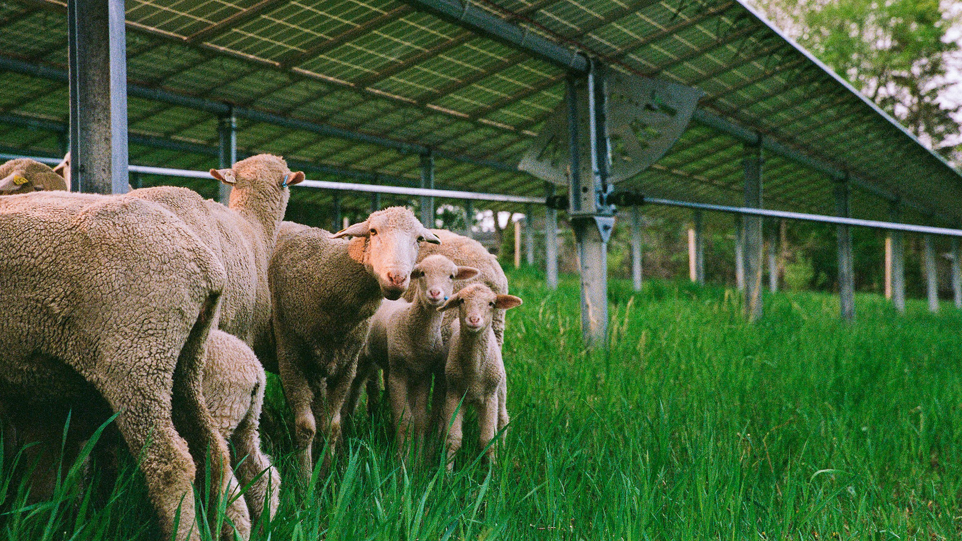 Sheep standing near an Array solar tracker.